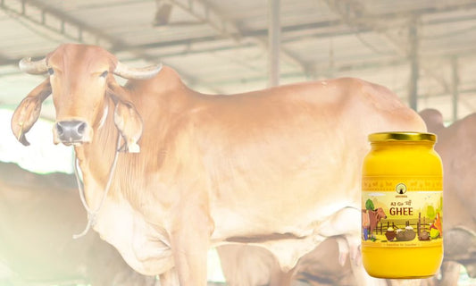 Regular Ghee vs. A2 Cow Ghee