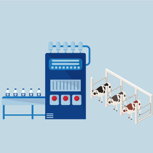 Regular A1 Ghee Cattle