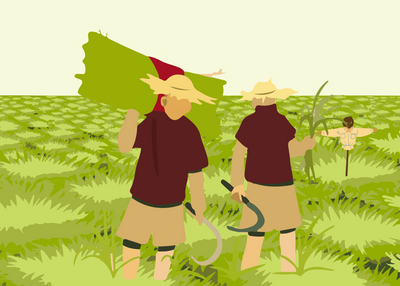 Wheatgrass is harvested